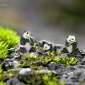 Miniature Resin Pandas 1/64 Bonsai Photography Props Cake Toppers Decoration. 