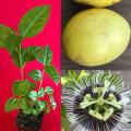 Passion fruit plant ( yellow ). 