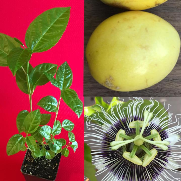 Passion fruit plant ( yellow )
