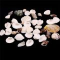 100g Beach Mixed SeaShells Mix Sea Shells Shell Craft SeaShells Aquarium Decor. 