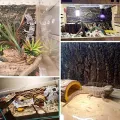 Natural Cork Bark for Tarantula Hideout Reptile Terrarium Climb Platform Tree Bark Background. 