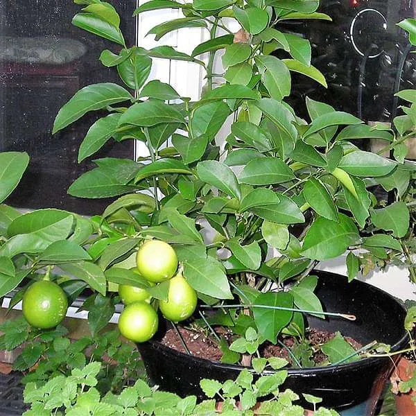 lemon%20plant%20/lemon/fruit%20plant%20-%20Image%204