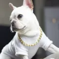 Stainless Steel Chain Choke Dog Collars Durable for Medium Large Dogs Training 【READY STOCK】. 