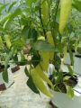 Capsicum MURIA 358 F1 Seeds, Malu Miris Home Gardening Agriculture. 