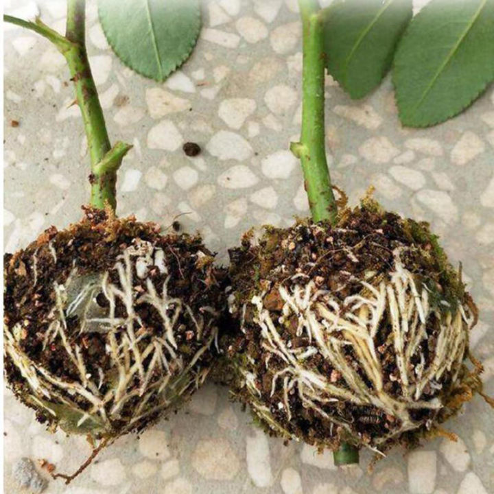Rooting%20Case%20Box%20Reusable%20Transparent%20High%20Pressure%20Grafting%20Garden%20Graft%20Root%20Growing%20Box%20Tree%20Breeding%20Container%20-%20Image%202