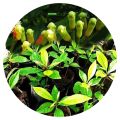 High Quality Natural Cloves Plant Karabu Nati Natural Plants. 