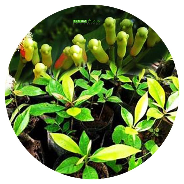 High%20Quality%20Natural%20Cloves%20Plant%20Karabu%20Nati%20Natural%20Plants%20-%20Image%202