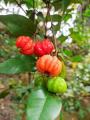 Goraka Plant. 