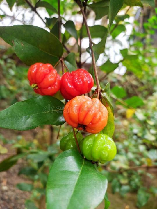 Goraka%20Plant%20-%20Image%203