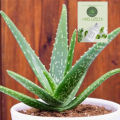 Aloe vera Herbal plant with White Pot. 