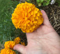 NHS Dried Marigold Flowers Petals and stamens (Calendula Officinalis). 