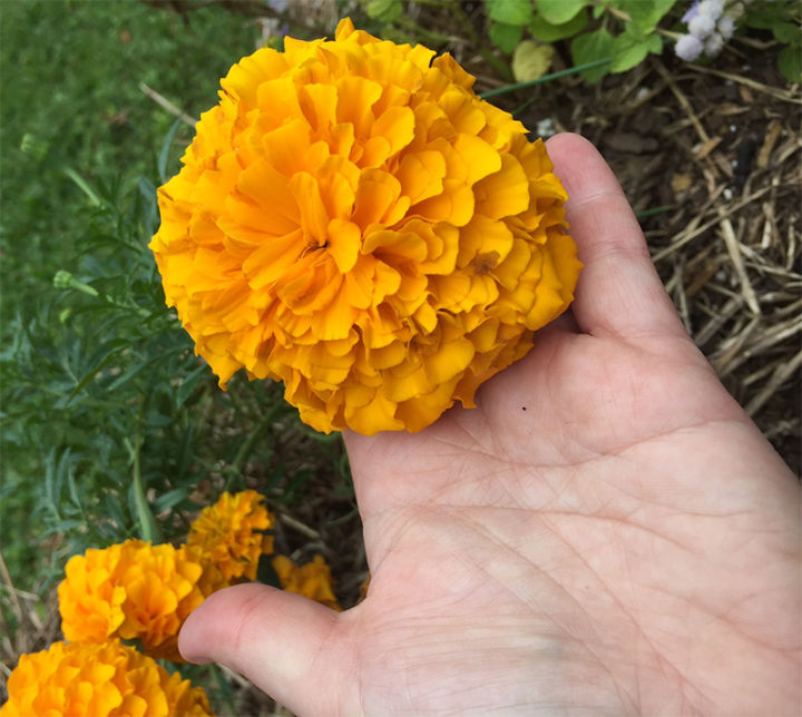 NHS%20Dried%20Marigold%20Flowers%20Petals%20and%20stamens%20(Calendula%20Officinalis)%20-%20Image%203
