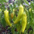 Capsicum MURIA 358 F1 Seeds, Malu Miris 10g. 