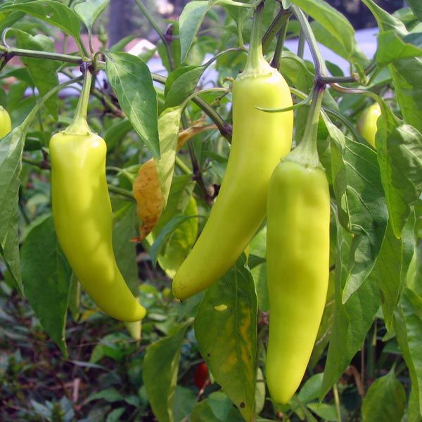 Capsicum%20MURIA%20358%20F1%20Seeds,%20Malu%20Miris%2010g%20-%20Image%203