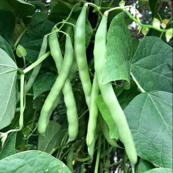 Local%20Bean%20Seeds%20%E0%B6%AF%E0%B7%9A%E0%B7%81%E0%B7%93%E0%B6%BA%20%E0%B6%B8%E0%B7%91%20%E0%B6%B6%E0%B7%93%E0%B6%A2%20100g%20-%20Image%203