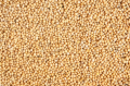 White Mustard Seeds | Ven kadugu (வெண்கடுகு  | සුදු අබ) - 100g. 