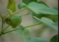 Kapu Pulun(Cotton) Ayurvedic Plant Seeds For Home Garden. 