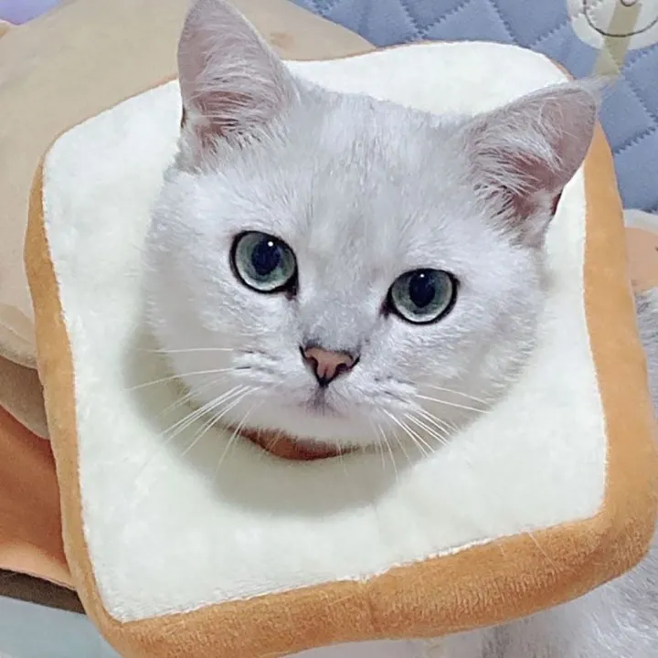 Anti-Licking%20E%20Collars%20Neck%20Donut%20Collar%20Cone%20Cat%20Cone%20Recovery%20After%20Surgery%20-%20Image%207
