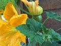 Pumpkin Melboro Seeds Gardening Quality Seeds Agriculture Home. 