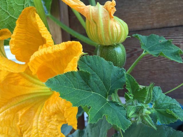 Pumpkin%20Melboro%20Seeds%20Gardening%20Quality%20Seeds%20Agriculture%20Home%20-%20Image%204