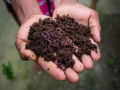 Organic Vermicompost Fertilizer Manure for Plants - 1kg/3kg/6kg. 