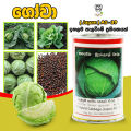 F1 Hybrid Cabbage Japan AS-39 Seeds Gowa Beeja දෙමුහුන් ගෝවා බීජ 10g. 