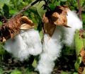 Kapu Pulun(Cotton) Ayurvedic Plant Seeds For Home Garden. 