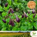 දම් කොච්චි Purple Kochchi 20 Seeds Miris Chili Pepper for Natural Organic Farming Vegetable, Fruit & flower Seed. 