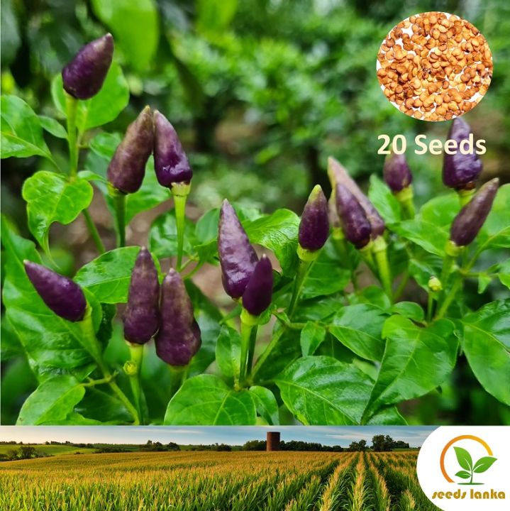 දම් කොච්චි Purple Kochchi 20 Seeds Miris Chili Pepper for Natural Organic Farming Vegetable, Fruit & flower Seed