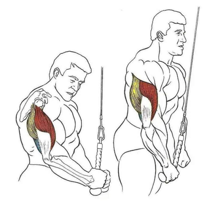 Heavy%20Duty%202PCS%20Pull%20Down%20Rope%20Single%20Grip%20Tricep%20Tricep%20Pull%20Down%20Cable%20Machine%20Attachment%20for%20Gym%20Pulley%20Workout%20-%20Image%203