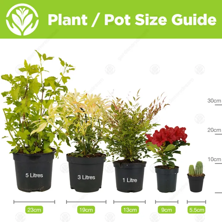 Pots%20Flower%20Pots%203%20white%20color%20Pots%20-%20Image%205