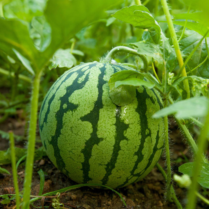 Watermelon%20Seeds,%20Pani%20Komadu%20Beeja,%20Gardening%20Agriculture%20Home,%2010%20Seeds%20-%20Image%205
