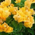 Bougainvillea  6 color plants with flowers. 