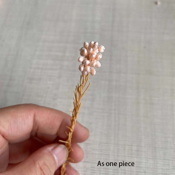 5~15CM/12PCS%20Natural%20Dried%20Preserved%20Millet%20Flower,Dry%20Tiny%20Ozothamnus%20Diosmifolius%20Flowers%20DIY%20For%20Candle%20Making%20Supplies,Resin%20-%20Image%204