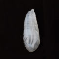 atural Crtal Selenite Stone Feather ineral Specimen Crtal Crafts Luy Items Feng Shui Collection ome ecor ift. 