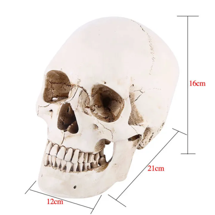 Life%20Size%201:1%20Resin%20Human%20Skull%20Model%20Anatomical%20Medical%20Teaching%20Skeleton%20Head%20-%20Image%204