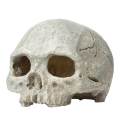 Verisimilar Artificial Human Skull Aquarium Ornament Play Room for Fish. 
