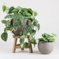 Money Plant / Silver Pothos/ Satin Pothos plant with black pot. 