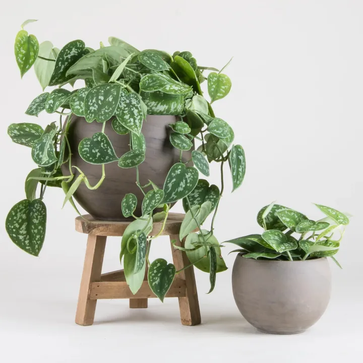 Money%20Plant%20/%20Silver%20Pothos/%20Satin%20Pothos%20plant%20with%20black%20pot%20-%20Image%206