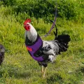 Fashion Comfortable Bow Matching Collars Adjustable Poultry Supplies Chick Leads Pet Harness Leash Hen Belt Chicken Vest. 