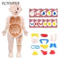 Diy Human Organ Model Interactive Human Body Model Kit Educational Diy Toy with 11 Analysis Cards Ideal for Students Accessories Included Science Learning Toys for Kids. 