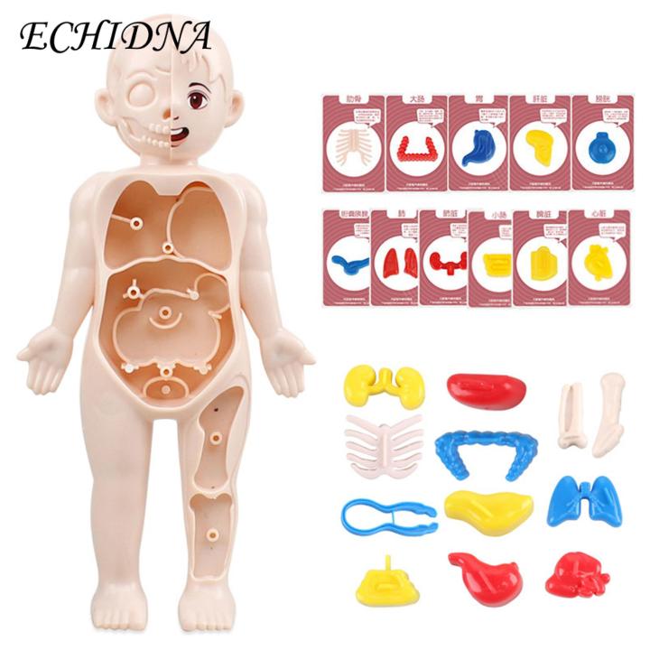 Diy%20Human%20Organ%20Model%20Interactive%20Human%20Body%20Model%20Kit%20Educational%20Diy%20Toy%20with%2011%20Analysis%20Cards%20Ideal%20for%20Students%20Accessories%20Included%20Science%20Learning%20Toys%20for%20Kids%20-%20Image%203