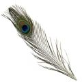 10/20/50Pcs Real Natural Peacock Tail Eyes Feathers For DIY Clothes Decoration Wedding Party 25-30cm Beautiful Peacock Tail Feathers. 