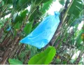 Banana protection plastic bag (50 BAGS) bunch cover 20 micron blue. 