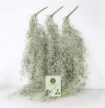 Air Plant- Spanish Moss -Tillandsia Usneoides Aka. 