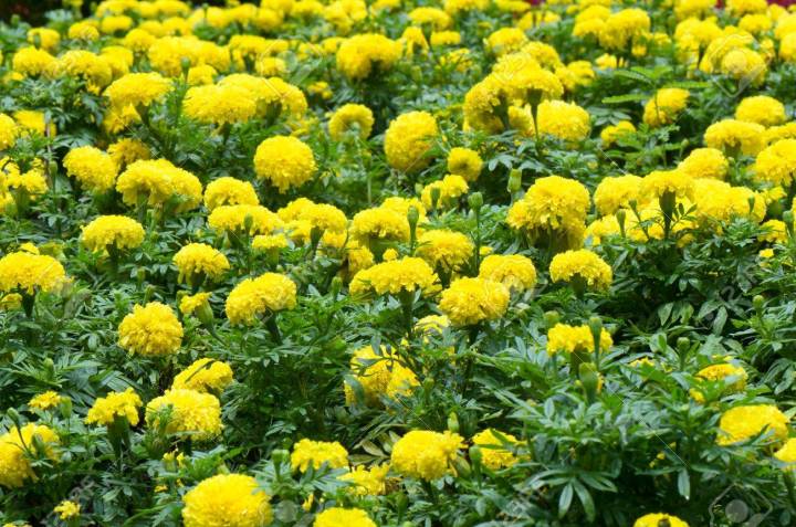 Marigold%20Seeds%200.5g%20%E0%B6%AF%E0%B7%84%E0%B7%83%E0%B7%8A%E0%B6%B4%E0%B6%AD%E0%B7%92%E0%B6%BA%E0%B7%8F%20%E0%B6%B6%E0%B7%93%E0%B6%A2%20Dahaspethiya%20beeja%20Home%20Gardening%20Agriculture%20-%20Image%204