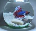 Small glass fish bowl 750ml(betta fish bowl). 