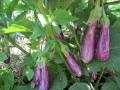 Brinjal Lena Iri Seeds Prima Gardening Agriculcure Home. 