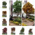 Railroad Scenery Platform Material Environmental Plants Simulation Tree Tree Model Simulation Tree Material Science Building Sand Model. 