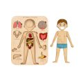 Wooden Human Body Structure Brick Toy System to Learn Body Parts Early Interactive Educational Toy for Kids. 